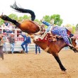 bucking_horse