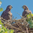 2014 Young eagles ready to leave the nest