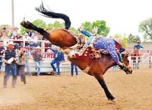 Annual Bucking Horse Sale