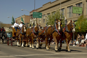 parade horses